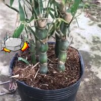 cây trúc quan âm- trúc đùi ế ch -caykiengsadec- cây sân vườn -cây trong nhà