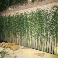 CÂY TRÚC QUÂN TỬ -CÂY CỦA NGƯỜI QUÂN TỬ