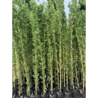 Cây trúc quân tử