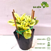 Cây Trường Sinh Cẩm Thạch - Cây Phong Thủy Để Bàn