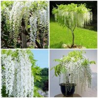 CÂY TỬ ĐẰNG GIỐNG HOA MÀU TRẮNG