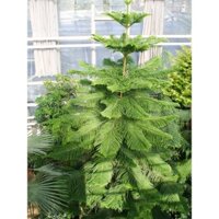 Cây tùng bách tán - cây giống nhỏ