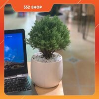 Cây Tùng Bồng Lai mini để bàn - 13 x 13 x 30 Cm - Cây Mini & Chậu Trồng Cây Gốm Sứ Bát Tràng