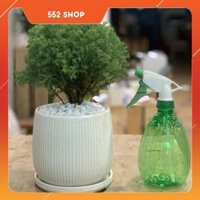 Cây Tùng Bồng Lai mini để bàn - 14 x 14 x 30 Cm - Cây Mini & Chậu Trồng Cây Gốm Sứ Bát Tràng