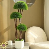 Cây Tùng Bonsai đầu nấm