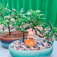 Cây Tùng bonsai để bàn kèm chậu sứ tráng men cao cấp