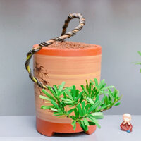 Cây tùng bonsai để bàn kèm chậu gốm cao cấp