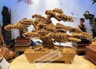 Cây Tùng BonSai Gỗ Hương Ta Ngang 50