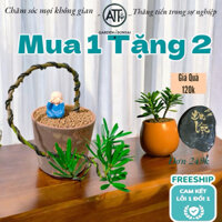 Cây Tùng Bonsai kèm chậu đât nung cao cấp ,kích thước chậu 13*15