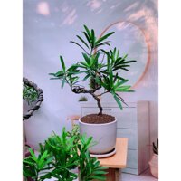 Cây TÙNG Bonsai mini để bàn (kích thước 30-50cm)