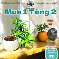 Cây TÙNG Bonsai mini để bàn (kích thước 20-25)