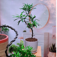 Cây Tùng Bonsai Mini Để Bàn Phong Thủy May Mắn, Chậu Gốm Sứ Cao Cấp, Lọc Không Khí 30-50cm