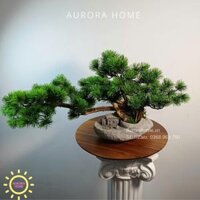 Cây tùng bonsai Mini thiết kế theo yêu cầu