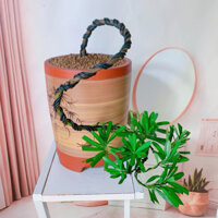Cây Tùng bonsai thác đổ kèm chậu tàu cao cấp,KT chậu cao 30cm