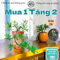 Cây Tùng bonsai thác đổ kèm chậu gốm tàu cao cấp,Kt chậu cao 30cm
