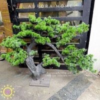 Cây tùng bonsai trang trí cao 80cm (Mẫu 9)