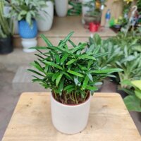 Cây tùng - cây tùng la hán mini Cao 10cm trồng sẵn chậu sứ kèm đĩa hứng