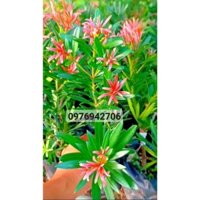 CÂY TÙNG ĐỎ NGỌC Ý - TÙNG TRÁI - RA ĐỌT NON SẼ ĐỎ - GIỐNG TÙNG QUÝ HIẾM - CÂY GHÉP  | shop nghiện cây cảnh