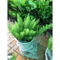 Cây Tùng đuôi chồn