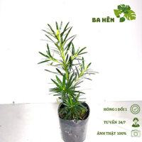 Cây Tùng La Hán - Cây Tùng Vạn Niên - Cây Trồng Trang Trí, Cảnh Quan Sân Vườn