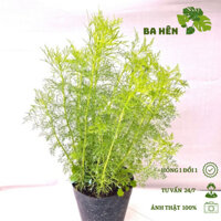 Cây Tùng Nam Mỹ - Cây Thì Là Thân Gỗ - Cây Gia Vị, Trang Trí Cảnh Quan Sân Vườn