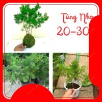 Cây TÙNG NHO - 30cm, lá xanh đẹp cây khỏe dễ chăm sóc-82-88@