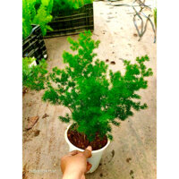 Cây tùng nho cao 40-50cm dễ trồng sống lâu năm