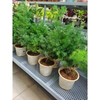 Cây tùng nho size lớn - cây làm cảnh, để bàn, làm phụ liệu cắm hoa