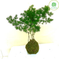 Cây tùng nho tiểu cảnh trồng nghệ thuật Kokedama (ảnh thật).
