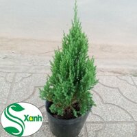 Cây Tùng Sơn trang trí Noel