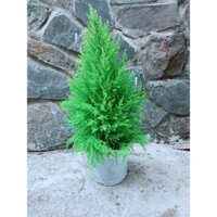 Cây Tùng Thơm Cao 50-60cm