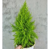 Cây tùng thơm (chậu nhỏ)