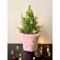 Cây tùng thơm Noel (cây thông Noel) để bàn, trang trí cute độc đáo