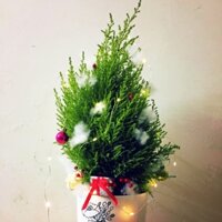 Cây Tùng Thơm Noel