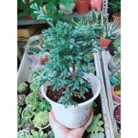 Cây Tùng Tuyết Bán Chạy