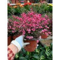 Cây tùng tuyết mai to khoẻ đang sẵn nụ và hoa , Tuyết mai hồng, nhất chi mai (ảnh thật 100%)