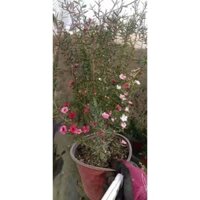 Cây Tùng Tuyết  Mai