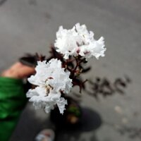 Cây tường vi bạch long