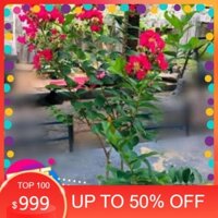 cây tường vi bầu lớn đang hoa, đạng nụ, gửi đi nguyên bầu giá rẻ +Tặng 02 cây nhót ngọt