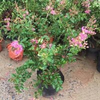 Cây Tường Vi (Cung cấp sỉ số lượng lớn các loại cây giống)