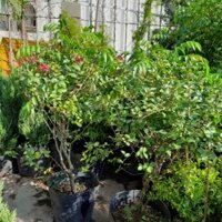 Cây Tường Vi ( gốc lớn ).