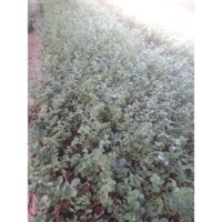 Cây Tường Vi HÀNG CHUẨN - BAO ĐỔI TRẢ