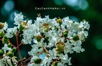 Cây tường vi hoa trắng