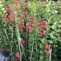 Cây Tường Vi hồng đậm đang hoa