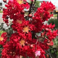 Cây 🌲 Tường Vi huyết Long 1m6 đang hoa