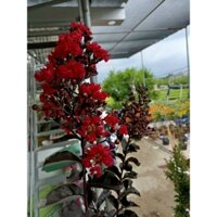 Cây Tường Vi Huyết Long và bạch long (hết mùa hoa)- tặng kèm phân bón