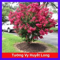 Cây tường vi huyết long