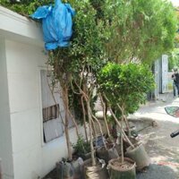 Cây Tường Vi Lớn ( sẵn hoa .cao 3m)