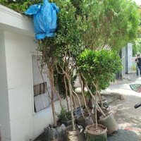 Cây Tường Vi Lớn ( sẵn hoa .cao 3m)