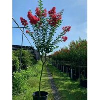 Cây 🌲 Tường Vi thân tree đỏ đậm1m7